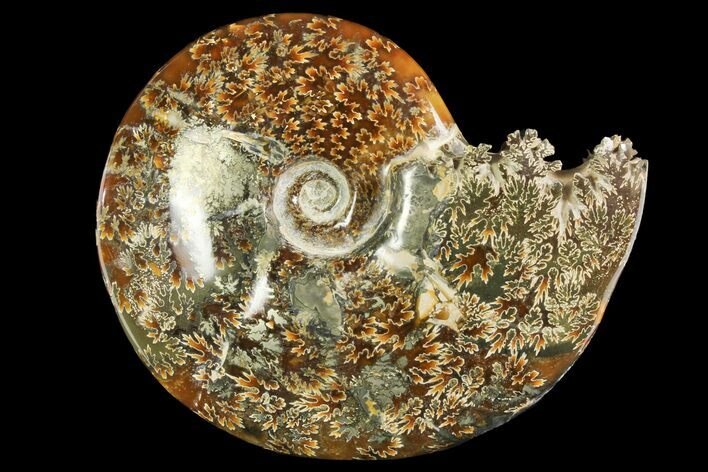 Polished Ammonite (Cleoniceras) Fossil - Madagascar #158266